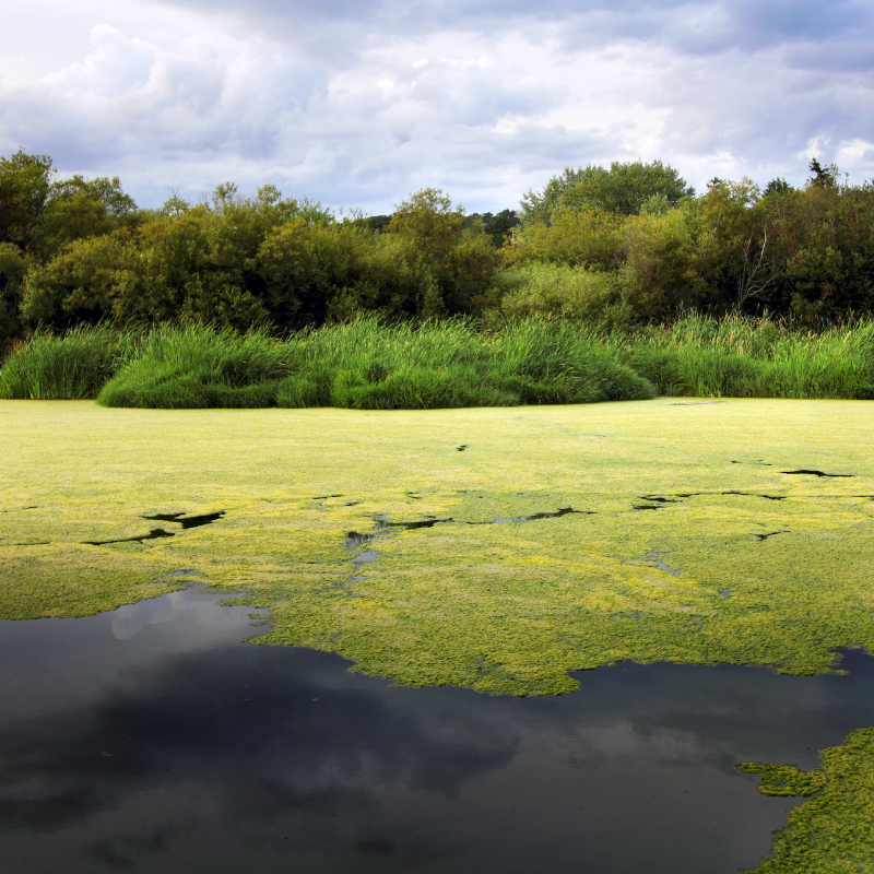 algae in swamp